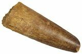 Fossil Spinosaurus Tooth - Feeding Worn Tip #356811-1
